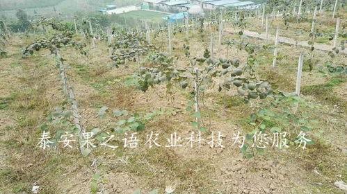 猕猴桃育苗技术视频,从播种到成苗的全程解析
