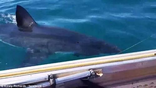 海上捕鱼视频大全播放,高清视频大全精彩回顾