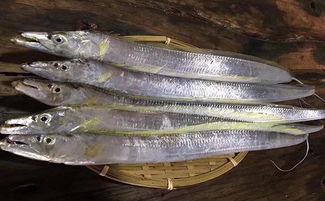 杀带鱼的步骤视频